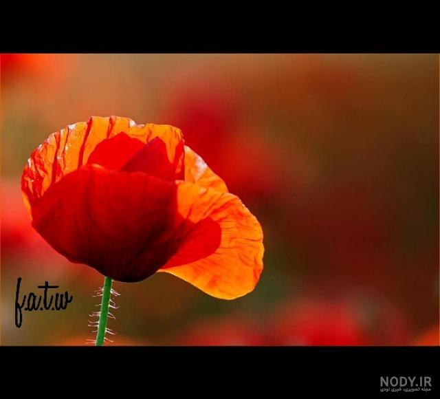 دعای معجزه گر امام سجاد (ع) برای استجابت دعا و گرفتن حاجت - دعاگو ...