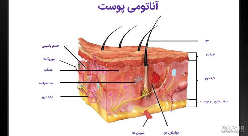 ساختار پوست به زبان ساده