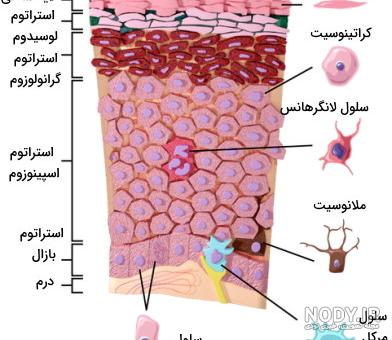 عکس ساختمان پوست