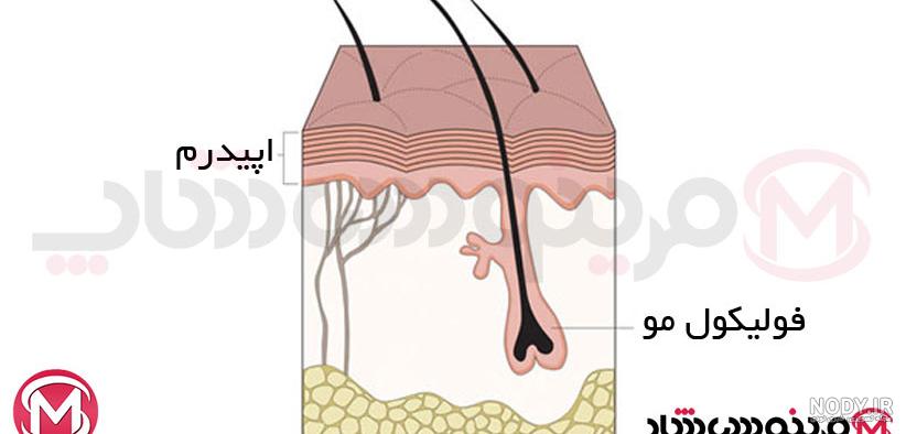 عکس ساختمان پوست کلاس پنجم