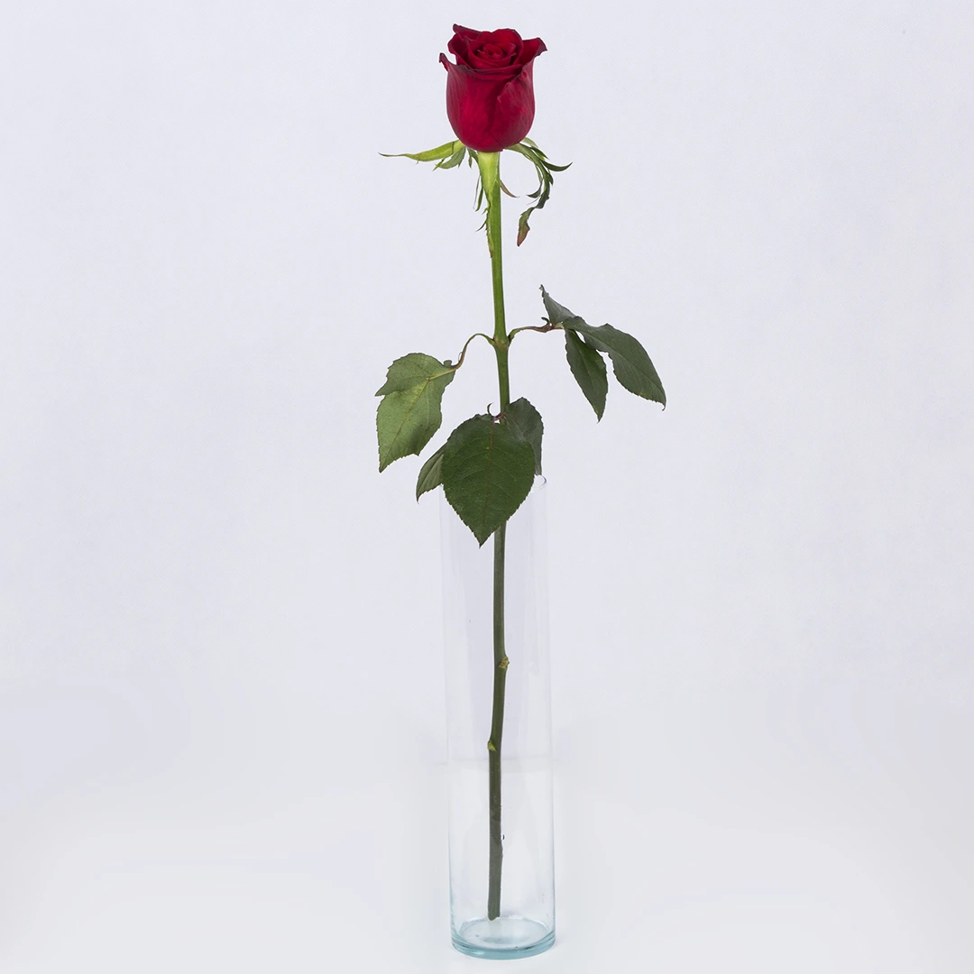 عکس شاخه گل طبیعی