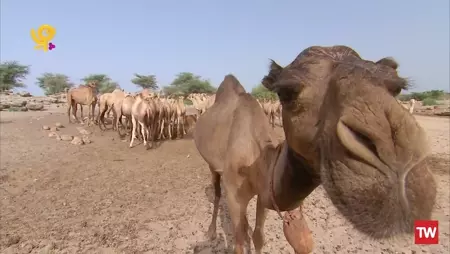عکس شتر خدا عکس شتر خدا
