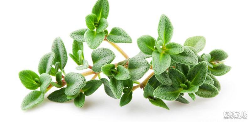 نازبو | بذر آویشن باغی معطر نازبو | بذر آویشن باغی معطر