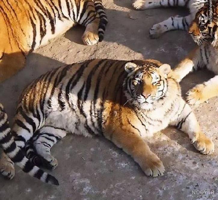 پرشین پت > > عکس حیوانات چاق پرشین پت > > عکس حیوانات چاق