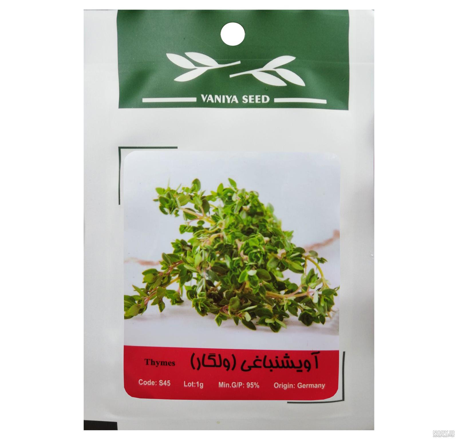 گالری تصاویر - Category: آویشن باغی - Image: آویشن باغی گالری تصاویر - Category: آویشن باغی - Image: آویشن باغی