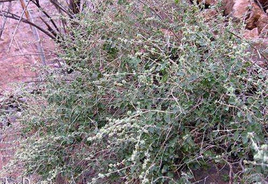 گالری تصاویر - مجموعه: آویشن باغی - تصویر: آویشن باغی گالری تصاویر - مجموعه: آویشن باغی - تصویر: آویشن باغی