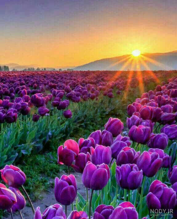 عکس طلوع خورشید در بهار