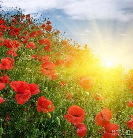 عکس خفن عکس طلوع خورشید در بهار