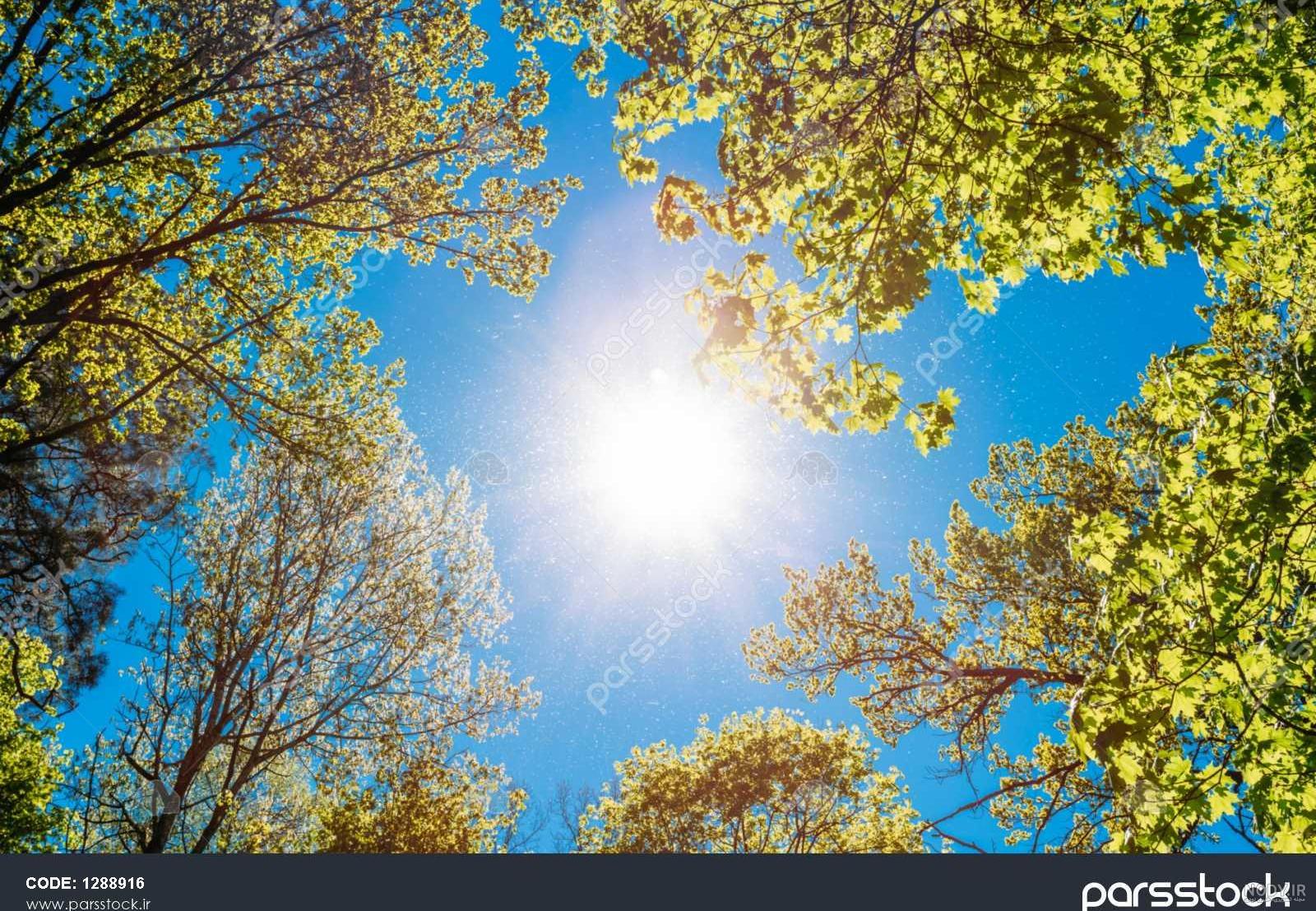 عکس خفن عکس طلوع خورشید در بهار