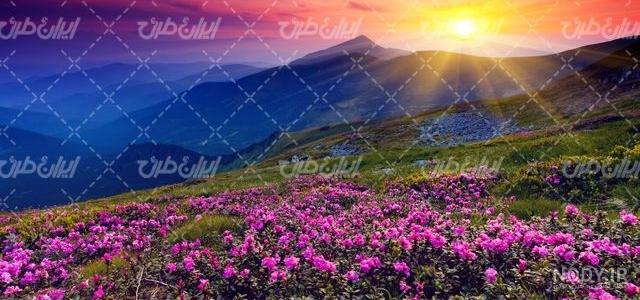 عکس خفن عکس طلوع خورشید در بهار