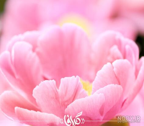 آی ژل i-gel airway | مدکارا آی ژل i-gel airway | مدکارا
