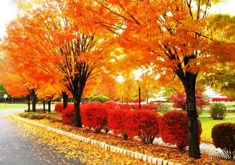 بی نظیرترین عکس های پاییزی 🍂 | لست‌سکند