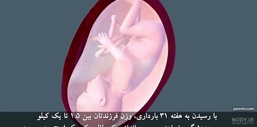 سفر 9 ماهه کودک در رحم مادر : تکامل جنین در رحم سفر 9 ماهه کودک در رحم مادر : تکامل جنین در رحم