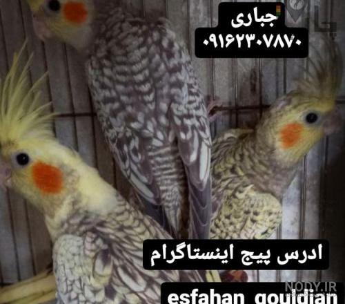 عروس هلندی لوتینو چشم شرابی عروس هلندی لوتینو چشم شرابی