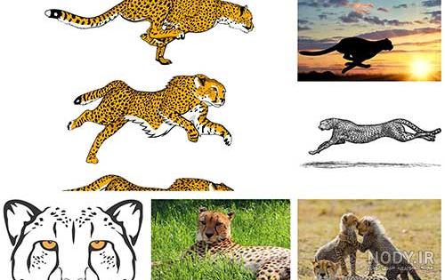 عکس ایران یوز پلنگ ایرانی