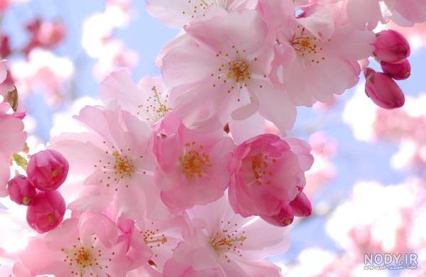 عکس بهار برای پروفایل واتساپ عکس بهار برای پروفایل واتساپ