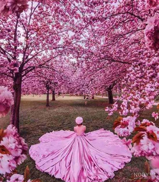 عکس بهار نارنج برای پروفایل عکس بهار نارنج برای پروفایل