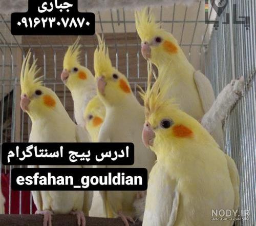 عکس عروس هلندی چشم شرابی عکس عروس هلندی چشم شرابی