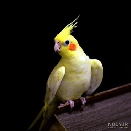 عکس عروس هلندی چشم شرابی عکس عروس هلندی چشم شرابی