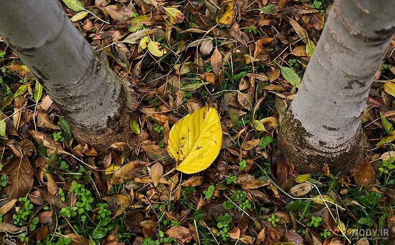 عکس پروفایل پاییزی؛ عکس نوشته پاییزی زیبای عاشقانه و احساسی، متن ... عکس پروفایل پاییزی؛ عکس نوشته پاییزی زیبای عاشقانه و احساسی، متن ...