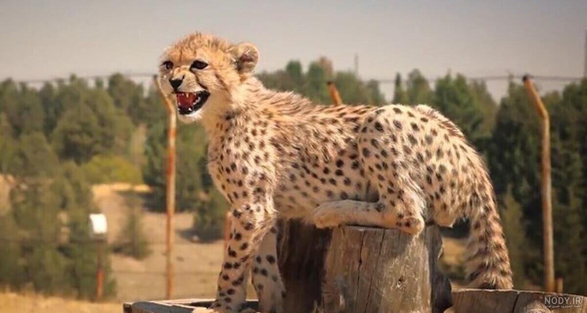 عکس پلنگ و یوزپلنگ ایرانی