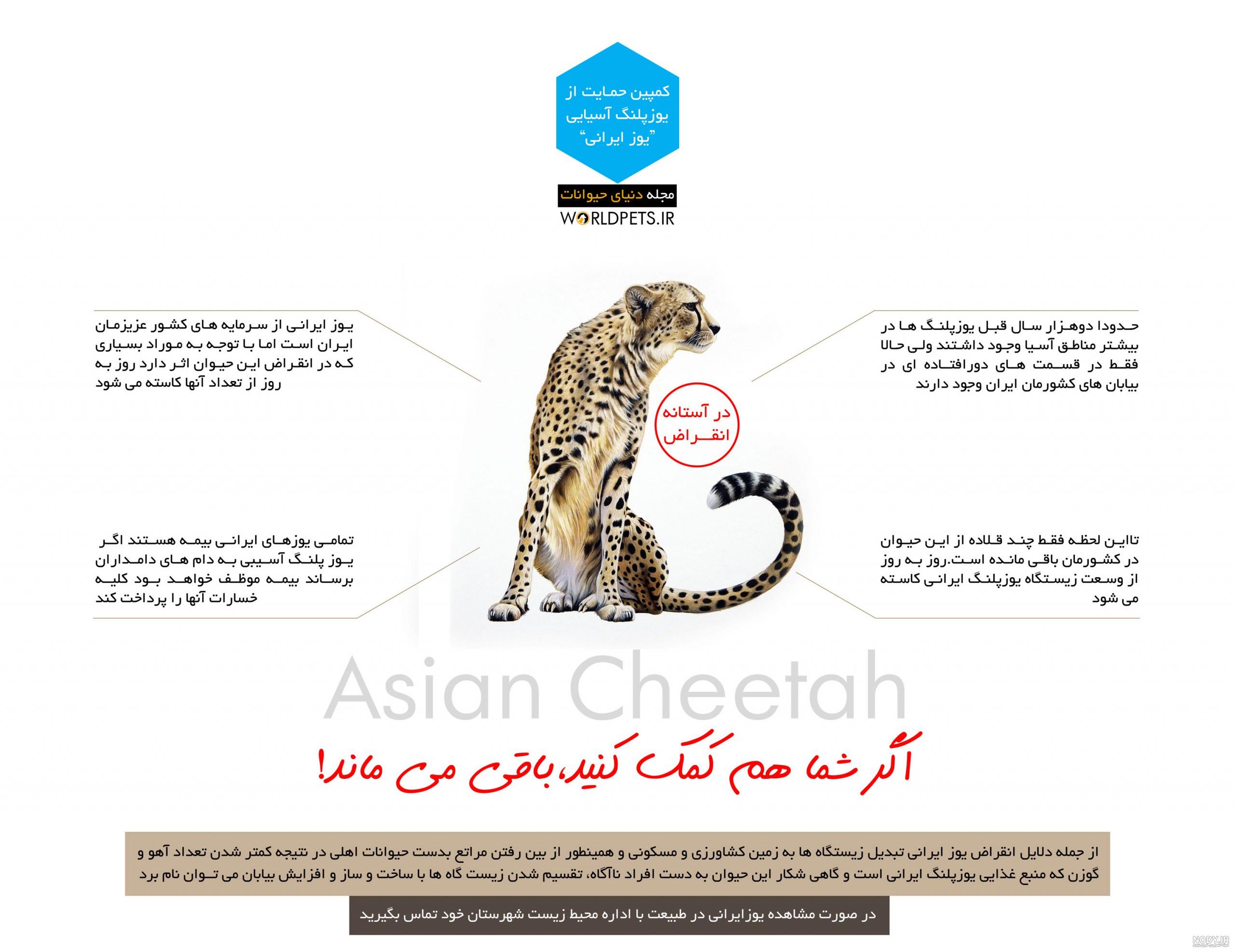 عکس یوز پلنگ ایرانی برای پروفایل - عکس نودی