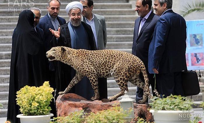 عکس یوز پلنگ سفید ایرانی