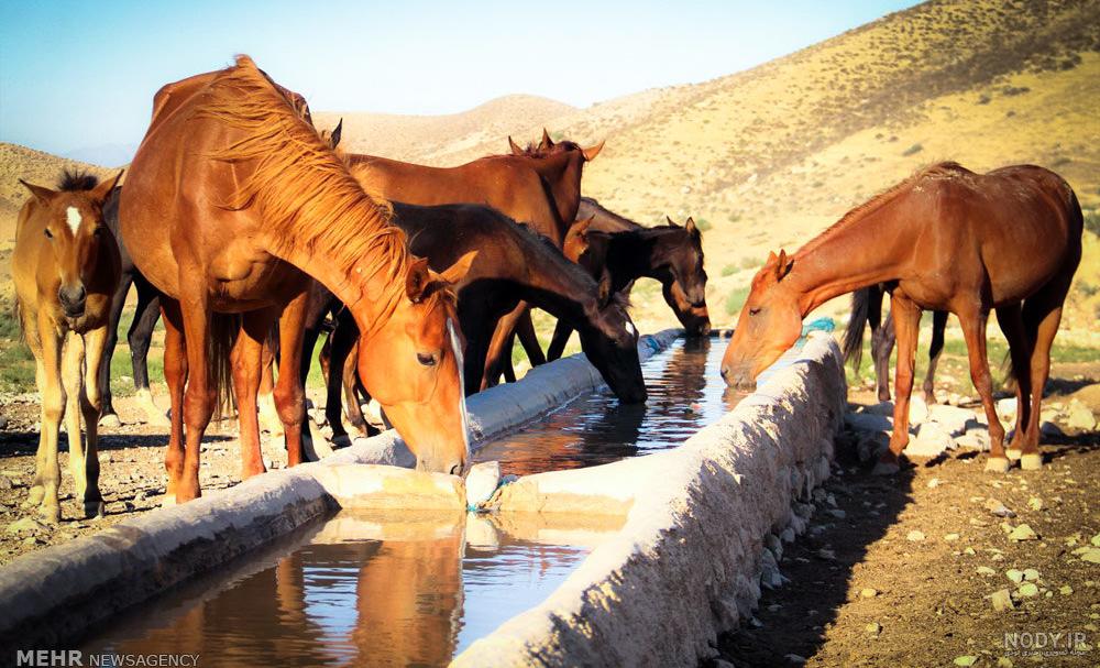 اسب شمالی اسب شمالی