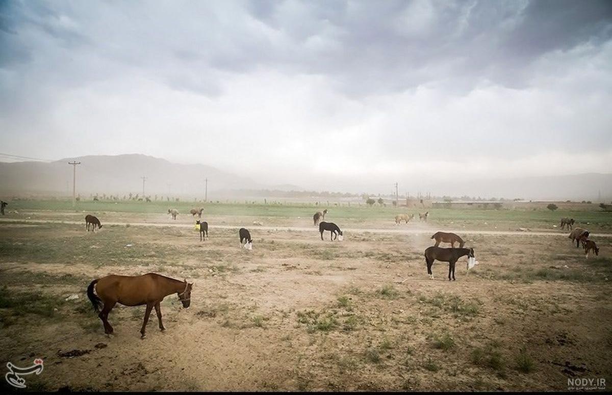 اسب کوچک شمالی؛ تزیینی یال بلند قدرت بدنی بالا ایرانی Horse - آراد ... اسب کوچک شمالی؛ تزیینی یال بلند قدرت بدنی بالا ایرانی Horse - آراد ...
