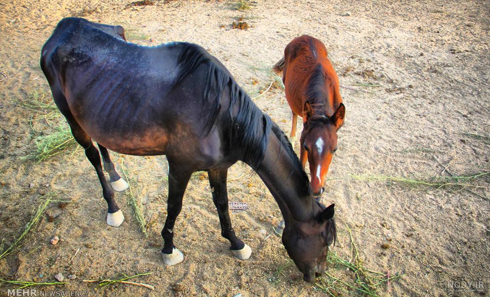 اسب کوچک شمالی؛ تزیینی یال بلند قدرت بدنی بالا ایرانی Horse - آراد ... اسب کوچک شمالی؛ تزیینی یال بلند قدرت بدنی بالا ایرانی Horse - آراد ...