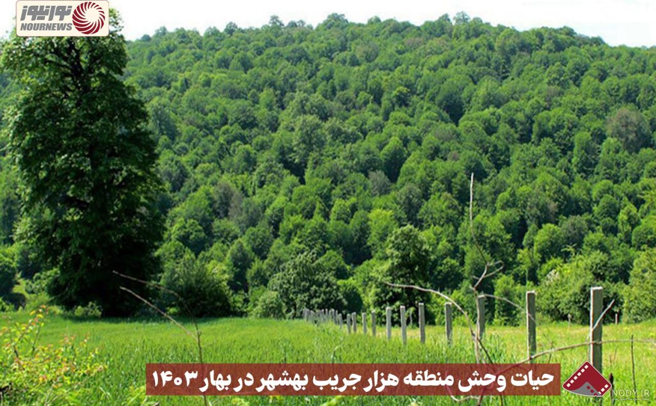 ایران، میزبان اولین جگوار سیاه در قاره آسیا + فیلم ایران، میزبان اولین جگوار سیاه در قاره آسیا + فیلم