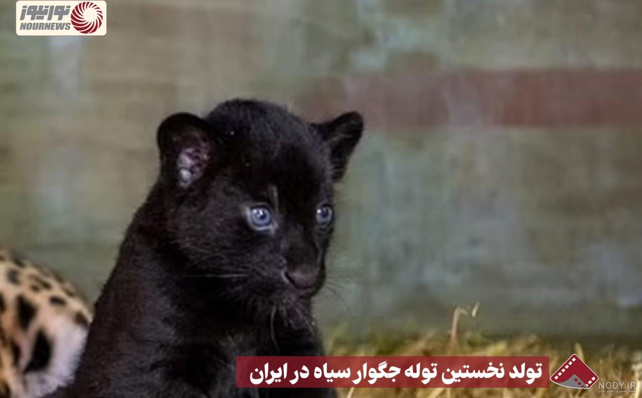 باغ وحش صفادشت میزبان نخستین "پلنگ سیاه آفریقایی" در ایران + ... باغ وحش صفادشت میزبان نخستین "پلنگ سیاه آفریقایی" در ایران + ...