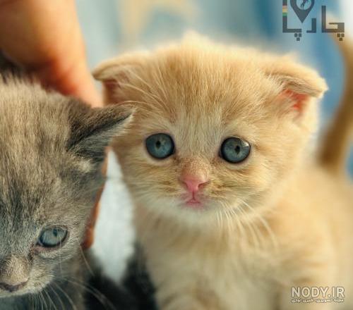 تصاویر‌/‌جشنواره‌زیبایی‌اسب‌اصیل‌ترکمن
