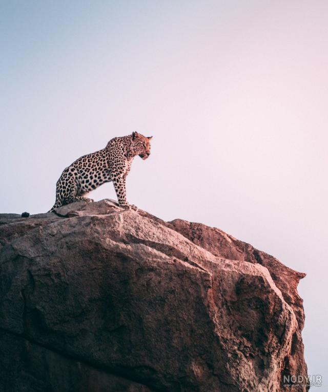 تصویر زمینه ببر خفن و شیک با کیفیت بالا تصویر زمینه ببر خفن و شیک با کیفیت بالا