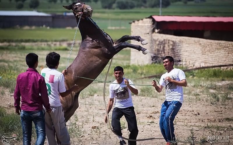 جشنواره زیبایی اسب اصیل ترکمن- عکس مستند تسنیم | Tasnim جشنواره زیبایی اسب اصیل ترکمن- عکس مستند تسنیم | Tasnim