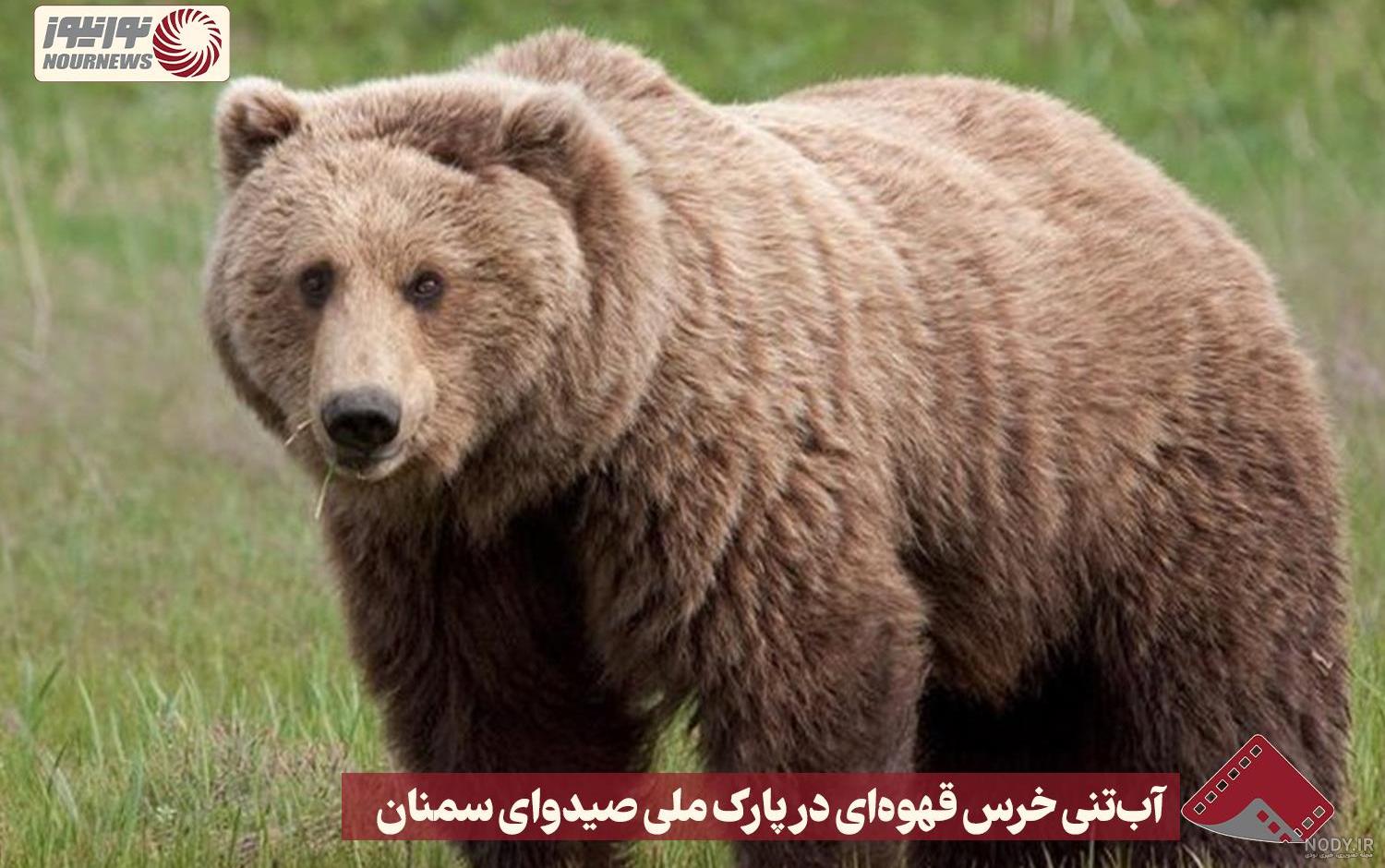 حیات وحش :: نورنیوز حیات وحش :: نورنیوز