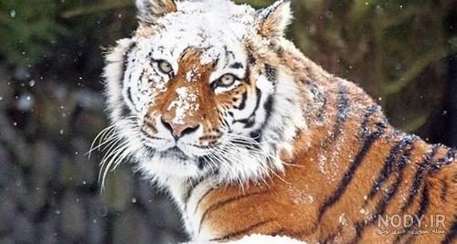 عکس ببر های بنگال عکس ببر های بنگال