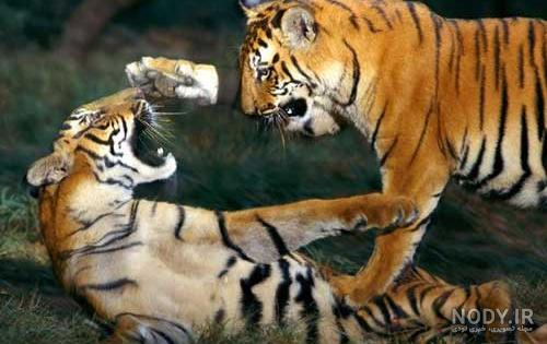 عکس ببر های وحشی - عکس نودی عکس ببر های وحشی - عکس نودی