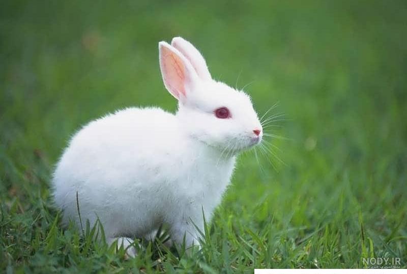 عکس خرگوش برای پروفایل 1402 | عکس خرگوش برای پروفایل شاد | عکس ...