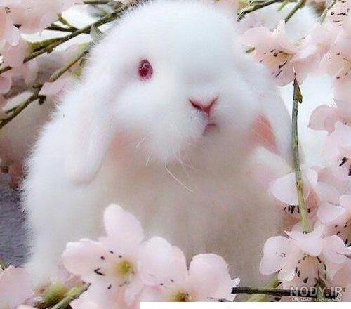 عکس خرگوش صورتی برای تصویر زمینه
