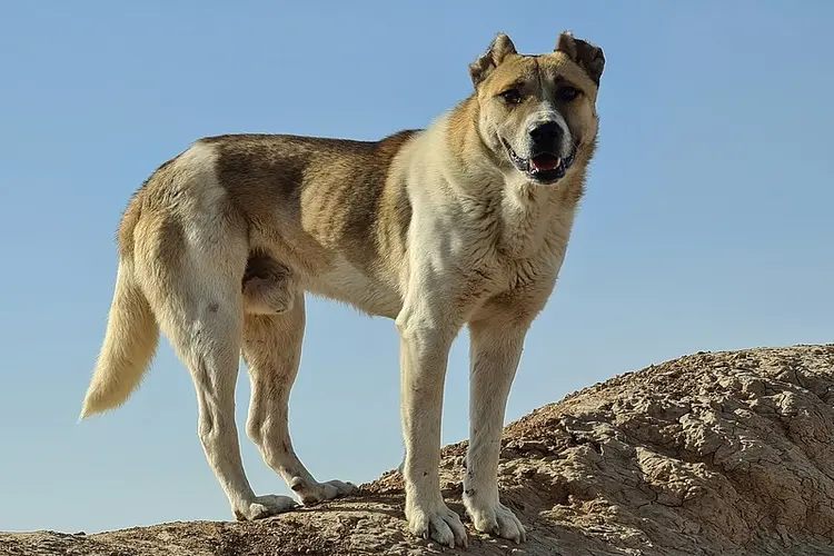 عکس سگ نگهبان گله