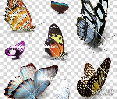 عکس لایه باز پروانه
