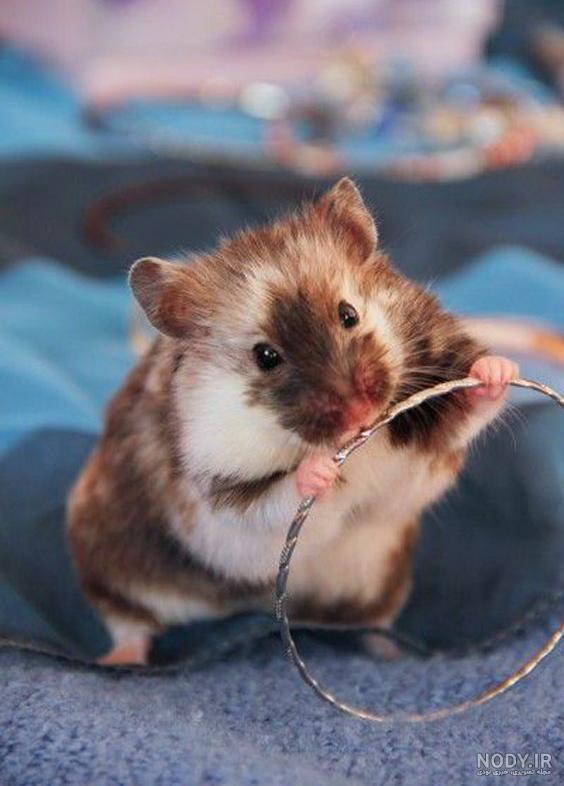 عکس همستر های ناز و با مزه