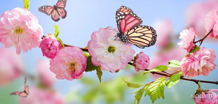 عکس پروفایل بهار زیبا عکس پروفایل بهار زیبا