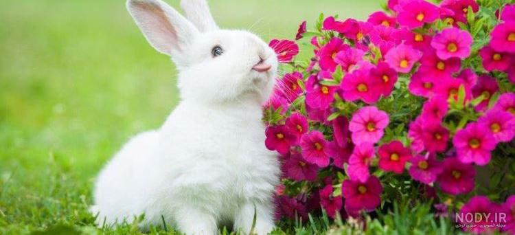 عکس پروفایل کیوت خرگوش های عاشق و با گوش های صورتی