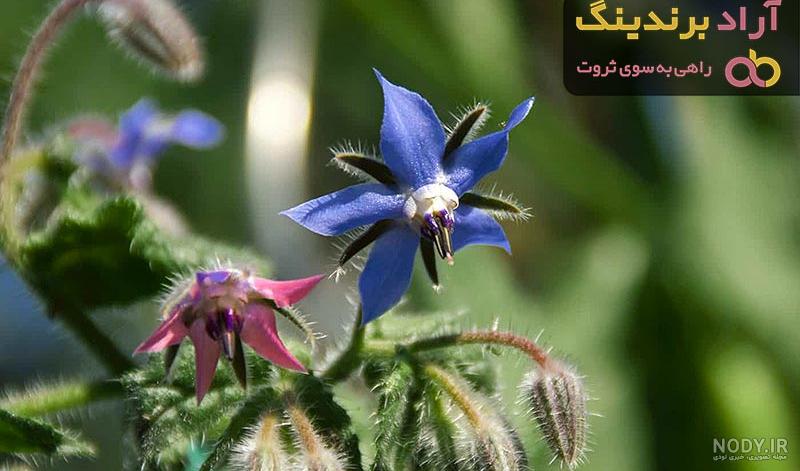 عکس گاوزبان