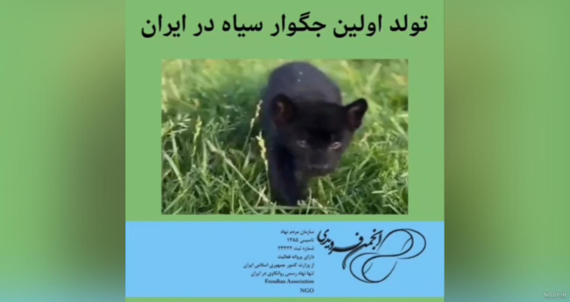 نورنما | تولد نخستین توله جگوار سیاه در ایران +فیلم :: نورنیوز نورنما | تولد نخستین توله جگوار سیاه در ایران +فیلم :: نورنیوز