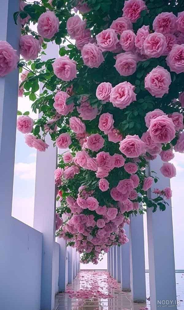 100 عکس گل های زیبا و قشنگ برای پروفایل | عکس پروفایل گل رز