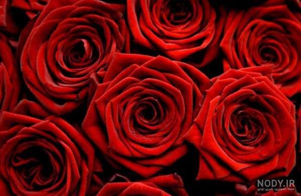100 عکس گل های زیبا و قشنگ برای پروفایل | عکس پروفایل گل رز
