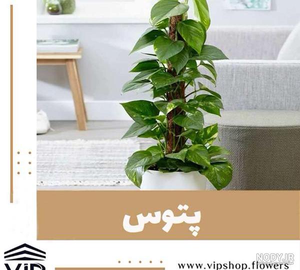 7 نکته مهم برای نگهداری از گل آپارتمانی پتوس + انواع روش های تکثیر ... 7 نکته مهم برای نگهداری از گل آپارتمانی پتوس + انواع روش های تکثیر ...